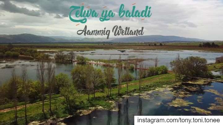 7elwa Ya Baladi (Beautiful Lebanon) - Ammiq Wetland / Bekaa... (Aammiq, Béqaa, Lebanon)