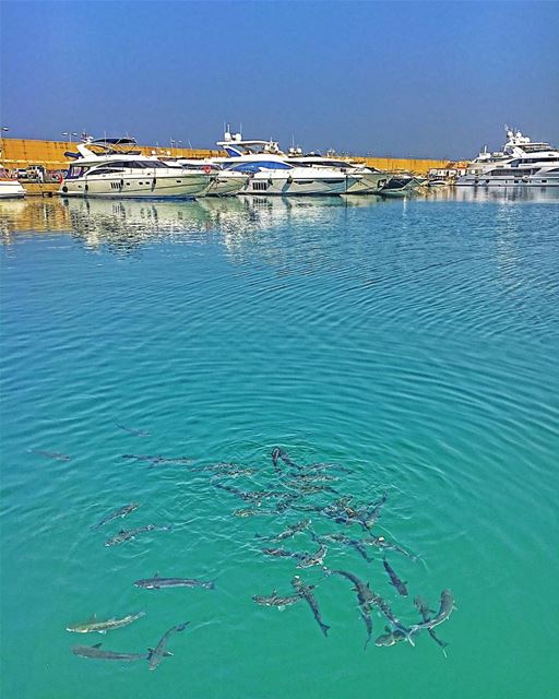 🐬🐟🐳🦈🐋🛥🎣🌞