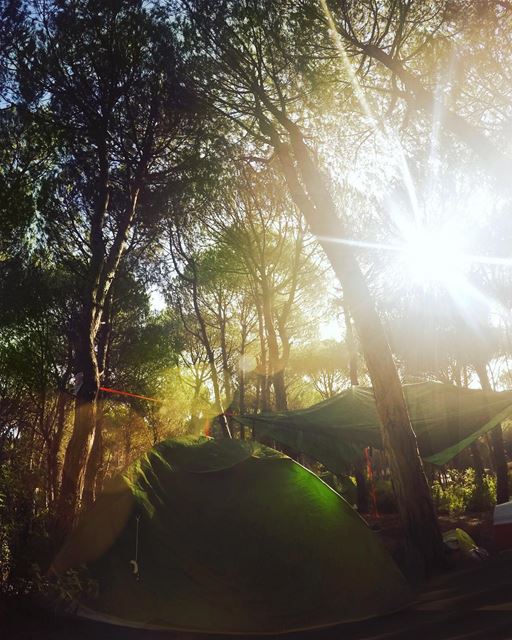 🌱🌳🏕🕷🌲