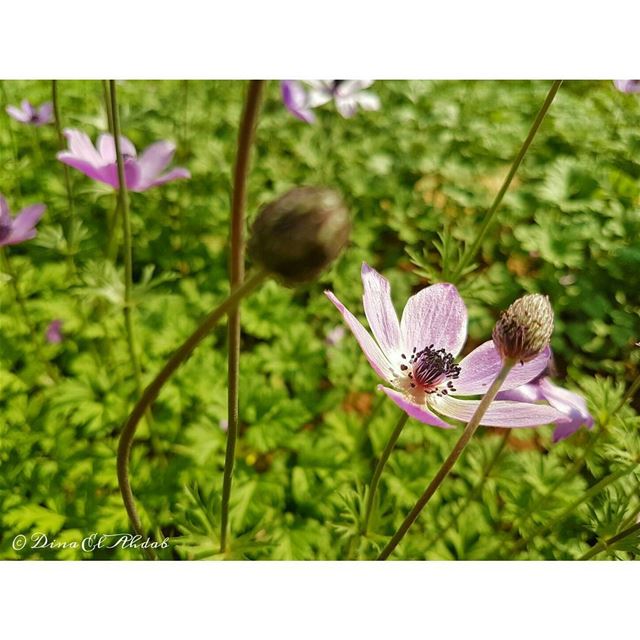 🌸🌸___ 961lens  naturephotography  nature_perfection  naturelovers ... (USJ Mansourieh)