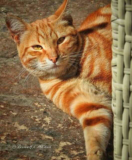 🐱____ 961lens  animal  animalkingdom  cat  profileshot  catphotography ... (Tripoli, Lebanon)