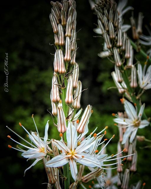 🌼_____ naturephotography  nature_perfection  naturelovers  natureart ... (La Reserve Horsh Ehden)