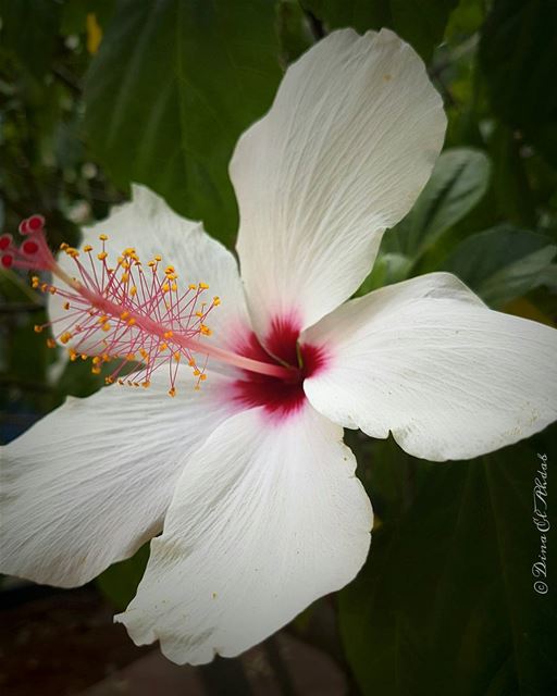 🌼__________ naturephotography  nature_perfection  naturelovers ... (USJ Mansourieh)