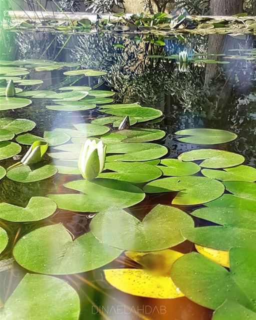 🌿🍀______________ usjliban  greenlife  colorful  contemplation ... (Université Saint-Joseph de Beyrouth - USJ)