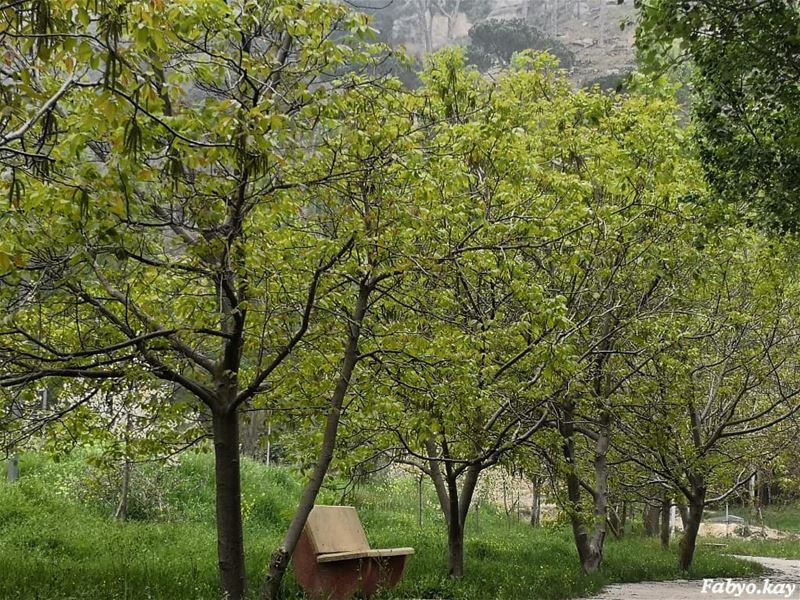 ________________________________________ nature libanon chbanieh... (Chbânîyé, Mont-Liban, Lebanon)