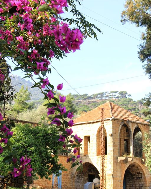 __________________________________________ Morning lebanonhouses flowers... (Jesr El Kadi)