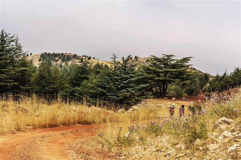 ____________________________________________________ treehugger961 ... (Hadath Al Jubbah, Liban-Nord, Lebanon)