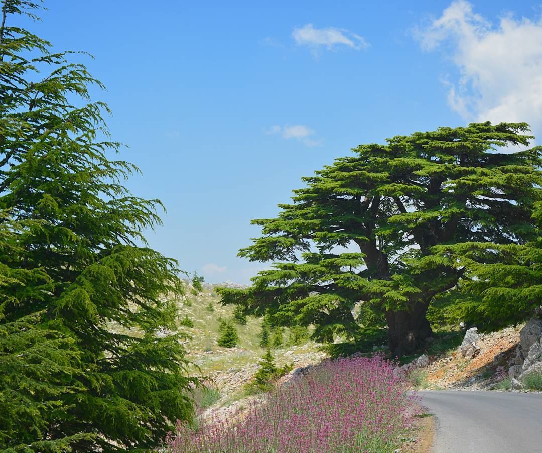 🍃_______________________________________________________ photogrid ... (Bâroûk, Mont-Liban, Lebanon)
