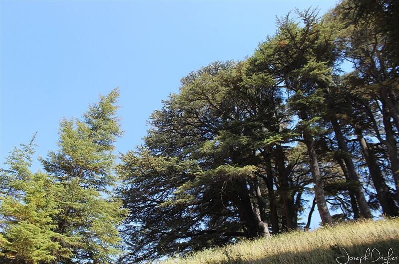 🌲🌲🌲_______________________________________________________... (The Cedars of Lebanon)