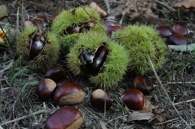 🌰___________________________________________________________...