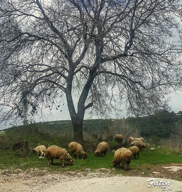.🐑🐑🌳🐑🐑 _________________________________________Follow👇@Instaamici (Aïnâb, Mont-Liban, Lebanon)