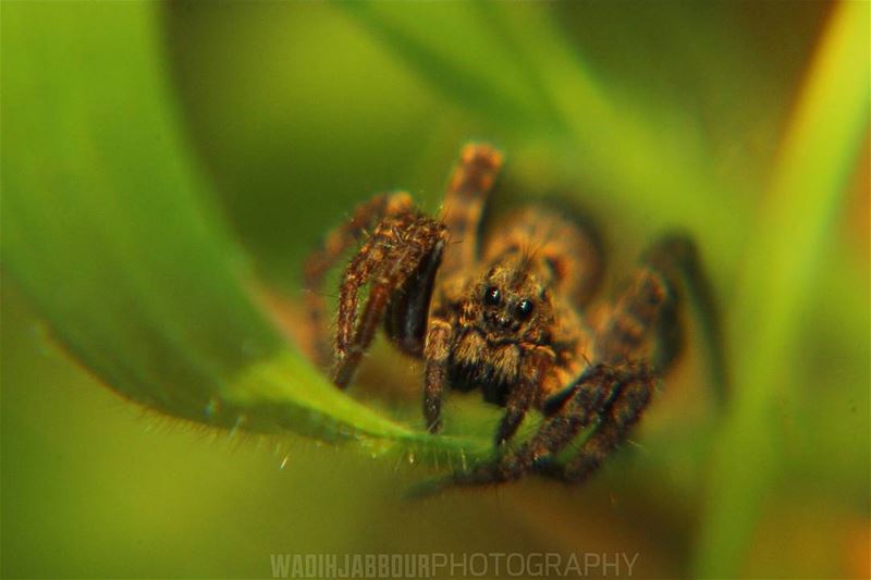 🔸a 2 mm spider🔸🔸🔸🔸🔸🔸 earthpix   macromood  macroclique ...