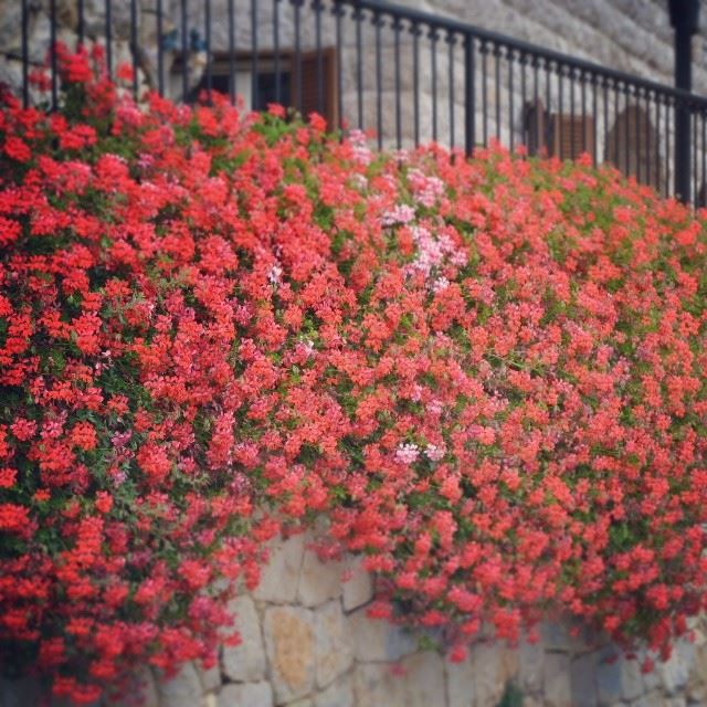 A beautiful spring bloom.From:hazmiyehLebanon.( proudlylebanese  green ...