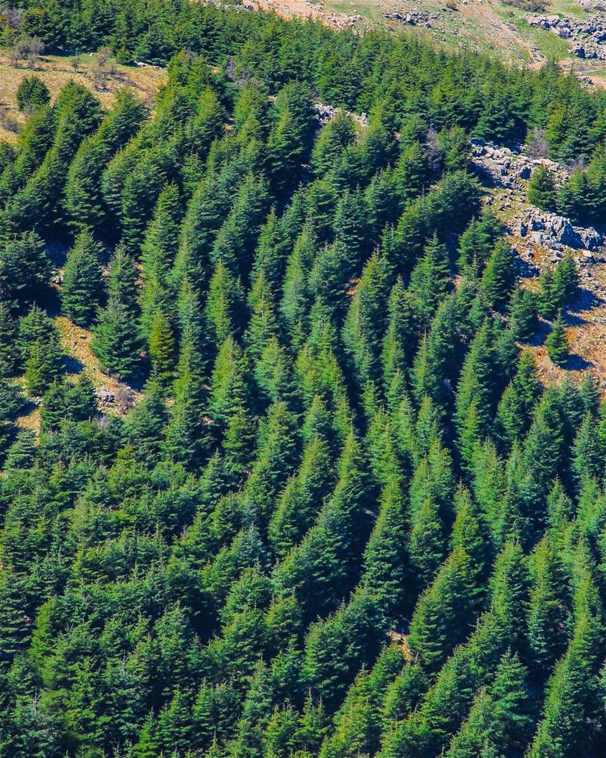 A bela floresta de cedros que inspirou o poeta Rachid Nakhleh a escrever o... (Bâroûk, Mont-Liban, Lebanon)