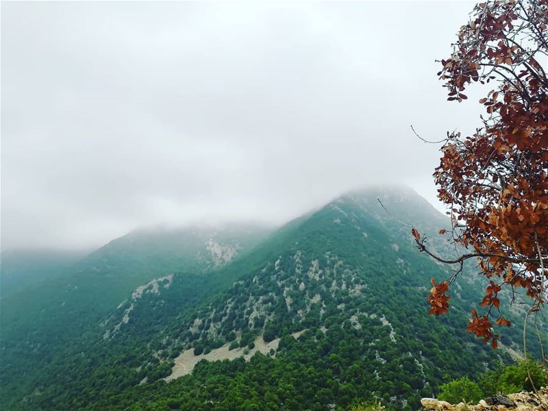 A better environment for a better tomorrow. JabalMoussa  unescomab ... (Jabal Moussa Biosphere Reserve)