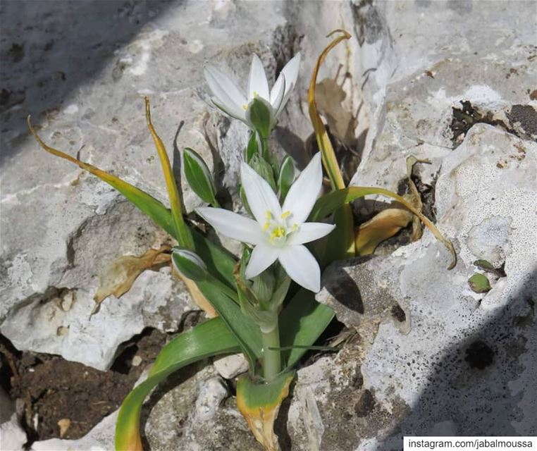 A Biosphere Reserve isn't only a protected area but also a PROTECTING area, (Jabal Moussa Biosphere Reserve)