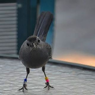 A bird with  Attitude usa  birds  closeup  ig_lebanon  super_lebanon ... (Broken Washington D. C.)