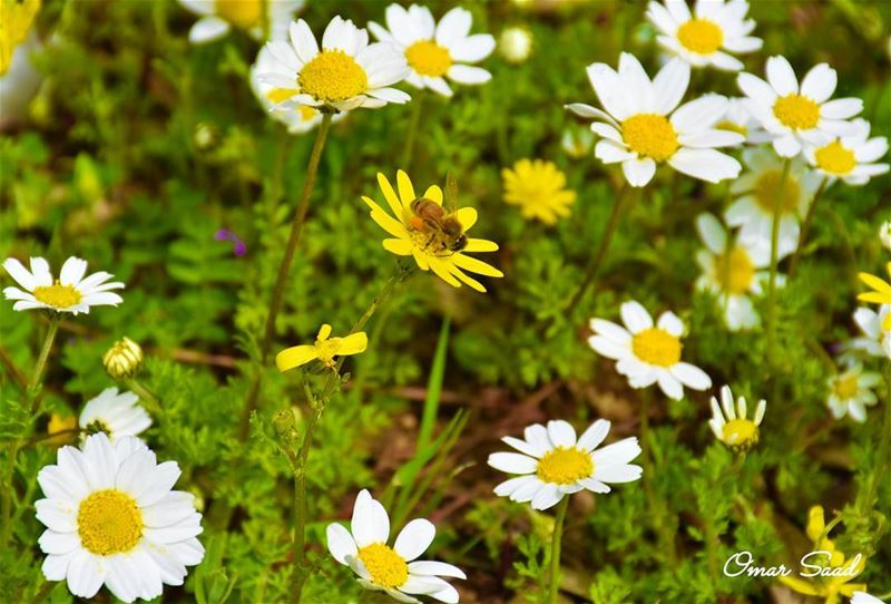 A busy Bee  springday  springbreak  flowers  bee🐝  honey  flower  fields ... (Beirut, Lebanon)