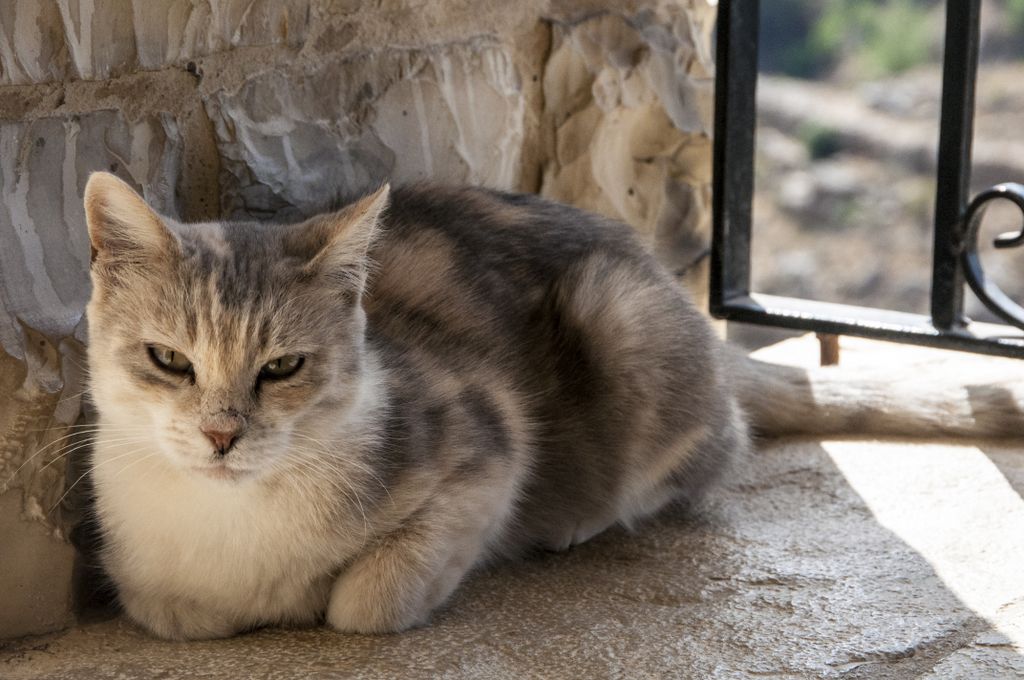 A Cat Deir Hamatoura
