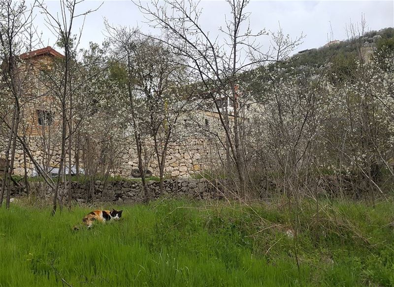 A cat in a blossoming garden of a bungalow lebanon  kesserwen  achqout ...