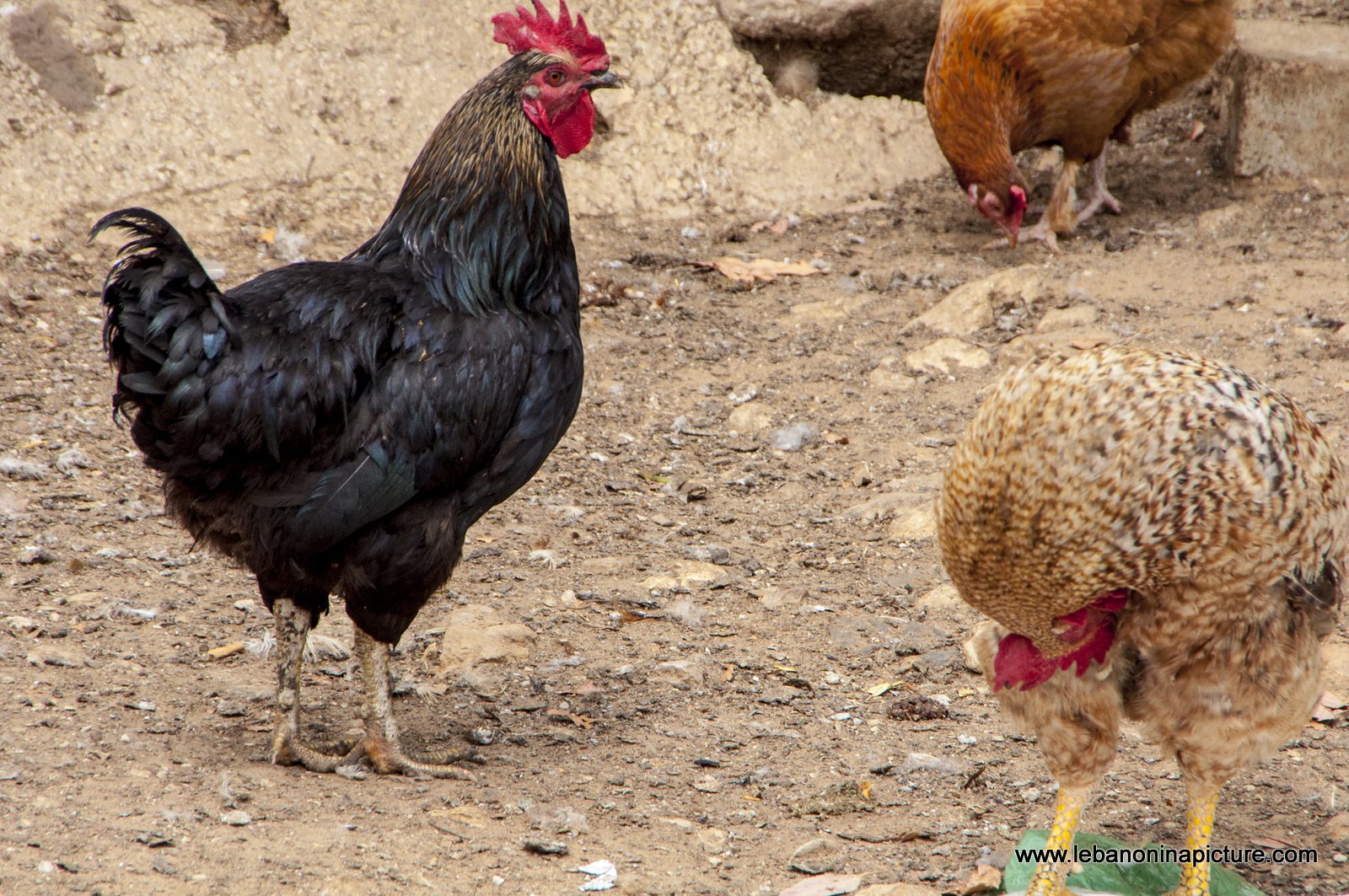 A Chicken Near The Historical Jisr El Qadi in Chouf
