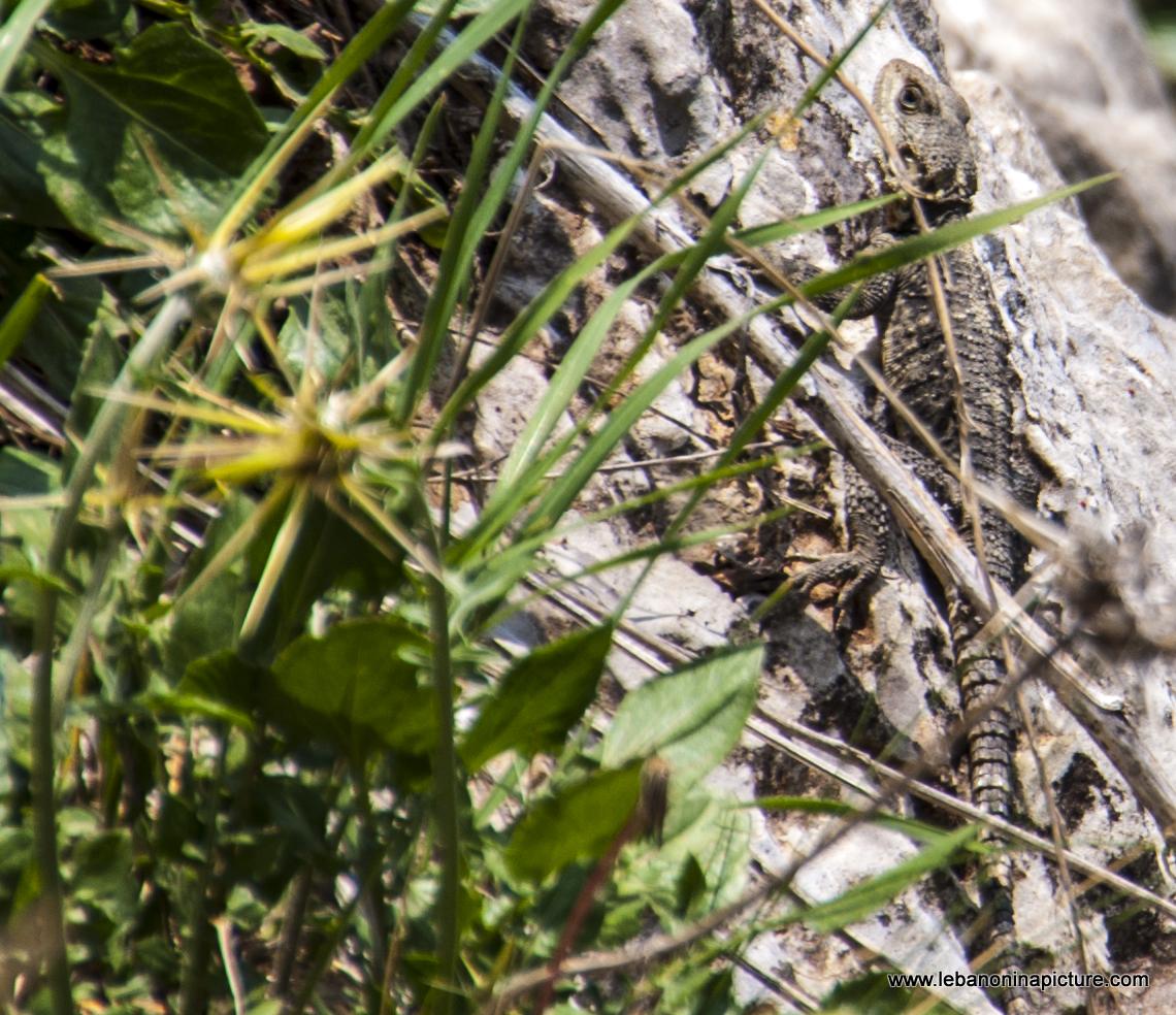 A Cute Greenish Lizard - The 3 Bridges Waterfall and Sink Hole Called Belou3 Bal3a (Chatine, Lebanon)