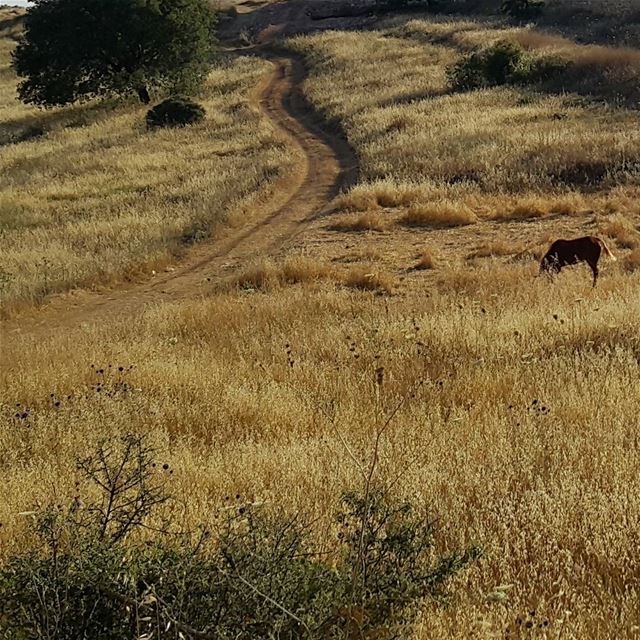 A day at south  ainebel  lebanon  naturelovers  horse  wild  road  yellow...