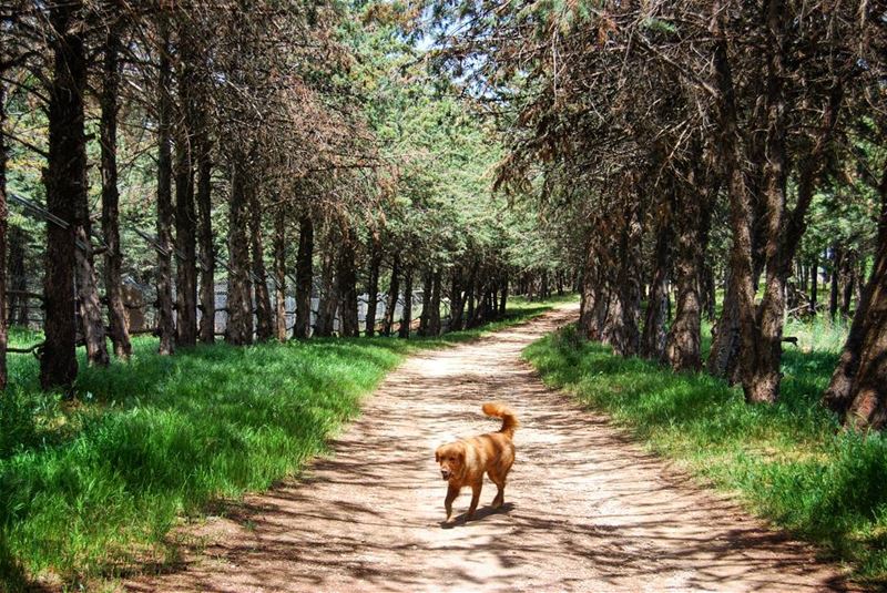 A dog can express more with his tail in minutes than an owner can express... (Aâna, Béqaa, Lebanon)