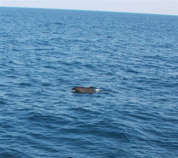 A dolphin in the Lebanese waters 🐬............ dolphins  sea... (Lebanon)