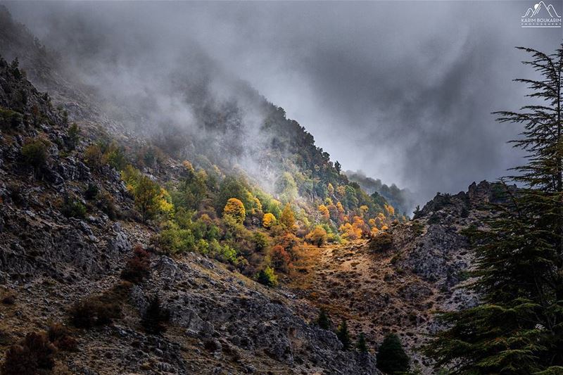 A Fall Scenery under the fog invasion.  fog  lebanon  ehmej  mountain ... (Ehmej, Mont-Liban, Lebanon)