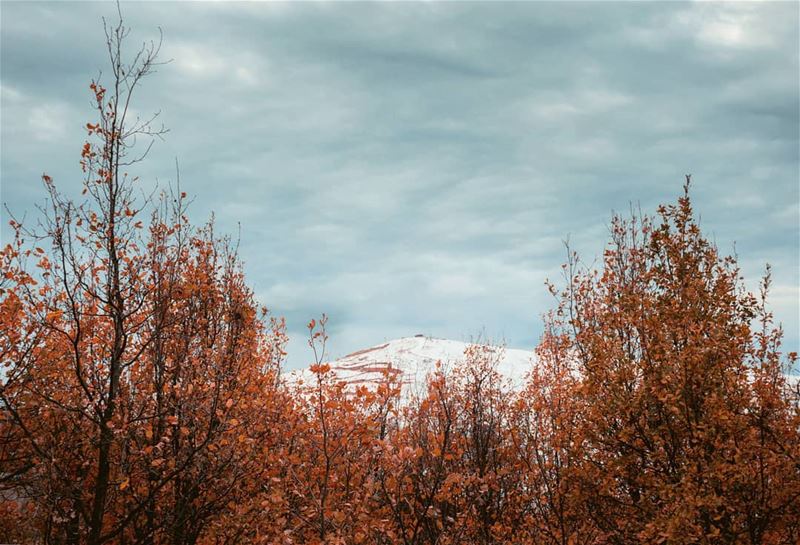 A Fall tinted Winter🍁❄••• lebanon  snow  winter  fall ... (Lebanon)