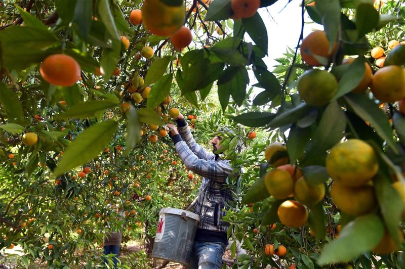 A farmer collects oranges from a garden in Tyre.