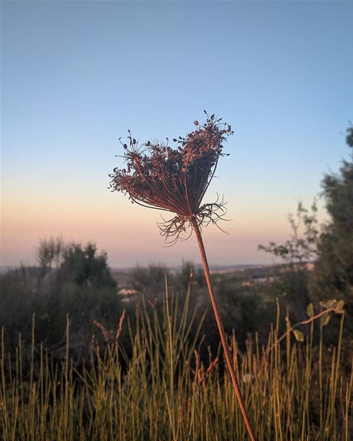 A farmer went out to sow his seed. - Luke 8:5خَرَجَ الزّارِعُ لِيَزْرَعَ... (Annâya, Mont-Liban, Lebanon)