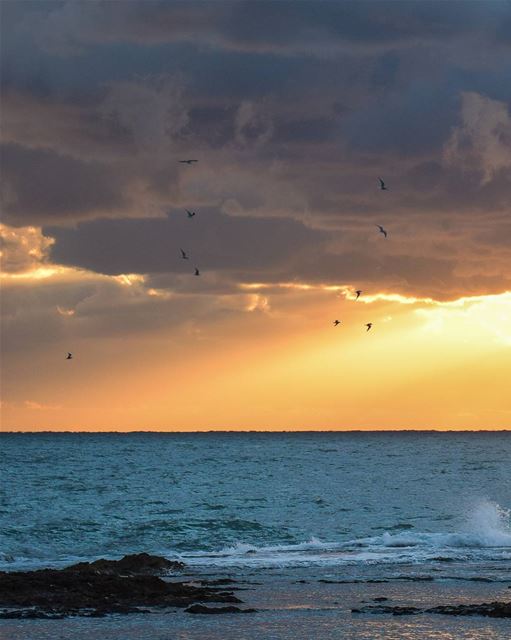 A flock. 🕊 ... (Tripoli, Lebanon)
