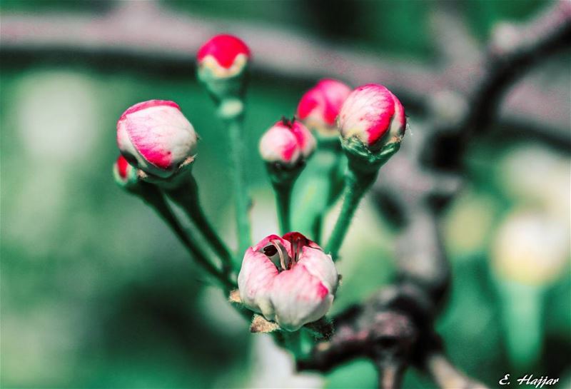 A flower blossoms for its own joy. - Oscar Wilde green  view   scenary ...