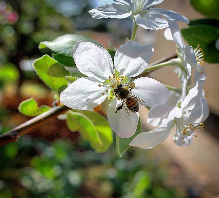 A flower cannot blossom whitout sunshine, and a man cannot live without...