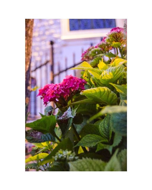 "A flower cannot blossom without sunshine, and man cannot live without...