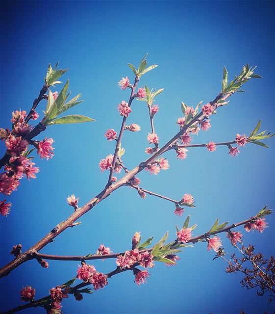 A flower does not think of competing with the flower next to it. It just... (Ra'S Nhash, Liban-Nord, Lebanon)