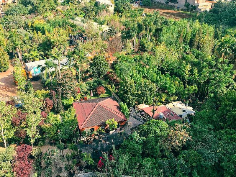 A forest within the city.  antelias  lebanon  flowers  nature  garden ... (Antilyas)