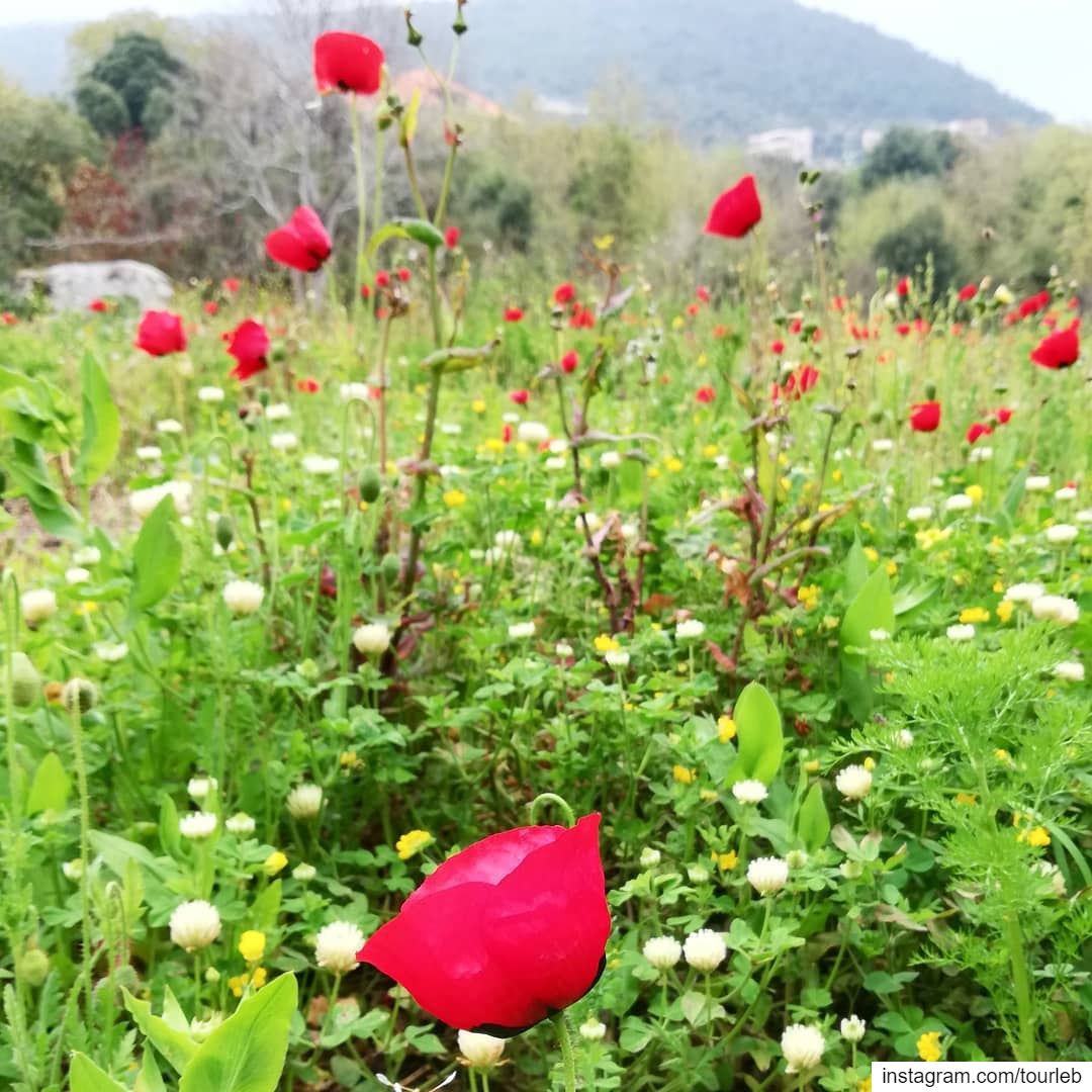 A glimpse of spring in the beautiful mountains of Akkar.April is the... (Al Qubayyat, Liban-Nord, Lebanon)