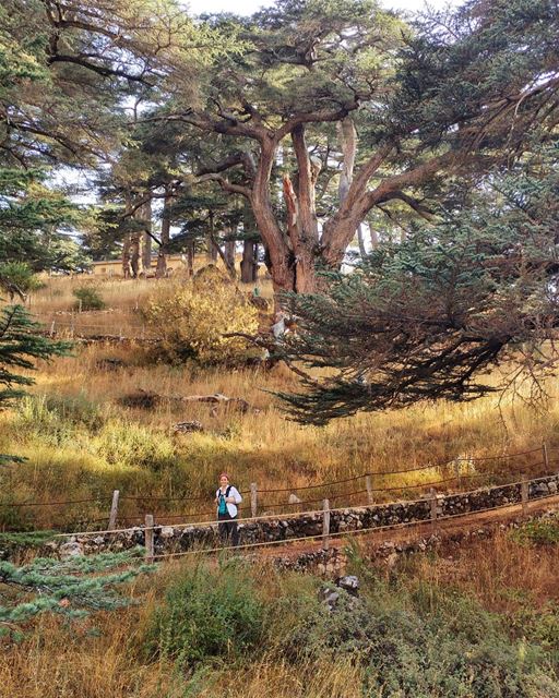 A golden sunset between the  Cedars🌲😍  mountaineering  choosemountains ... (Cedars of God)