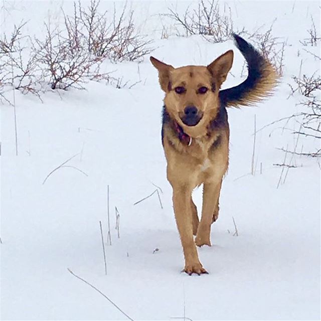 A good hiker.A good friend.Loyal...Respect ❤️.... hikerdog  dogs ...