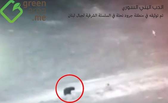 A group of young people captured an extremely rare and native Syrian brown bear on camera in Lebanon’s eastern mountain range, in Nahleh.