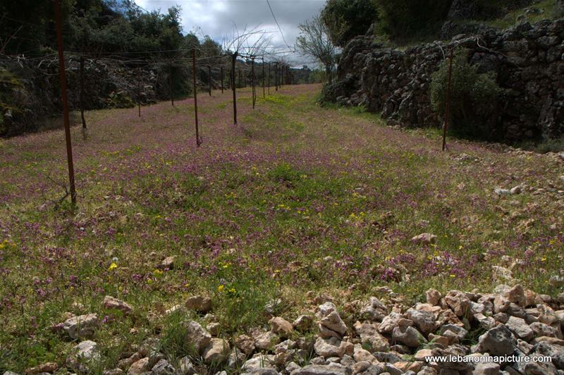 A Hike in kfarmishki Bekaa with Promax (kfarmishki, Bekaa)