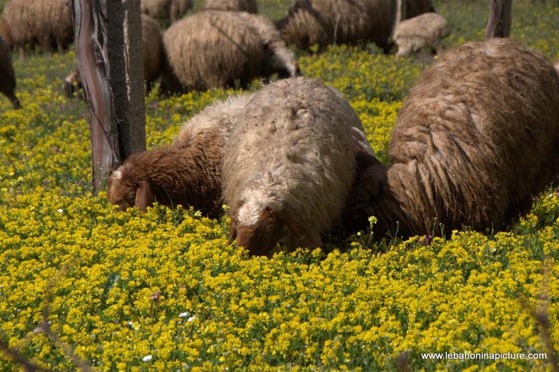 A Hike in kfarmishki Bekaa with Promax (kfarmishki, Bekaa)