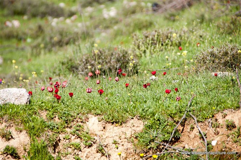 A Hike in kfarmishki Bekaa with Promax (kfarmishki, Bekaa)