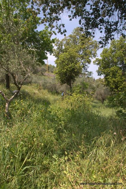 A Hiking in Rahbeh Akkar with Vamos Todos (Rahbeh, Akkar)