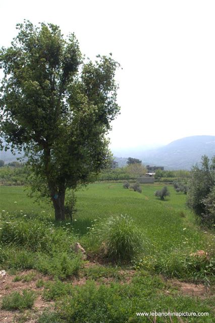 A Hiking in Rahbeh Akkar with Vamos Todos (Rahbeh, Akkar)