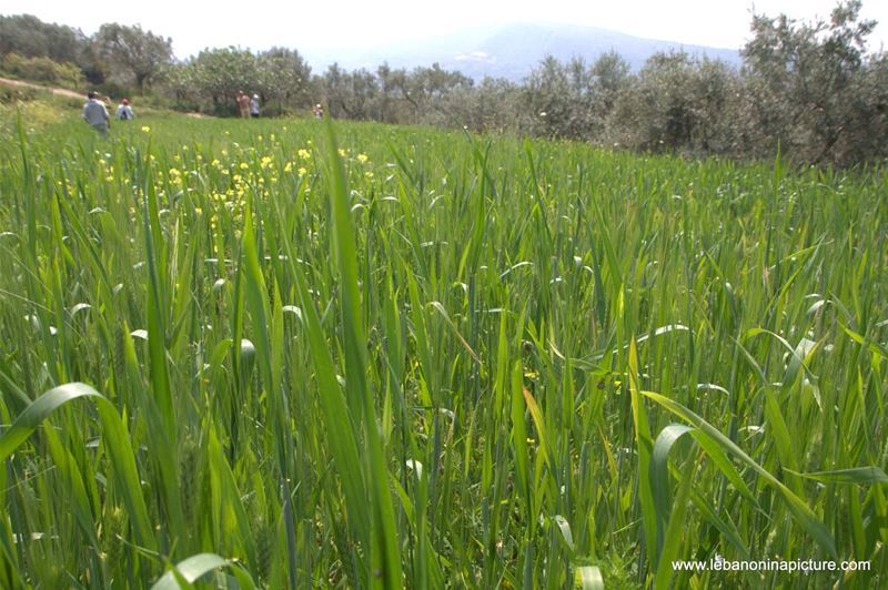 A Hiking in Rahbeh Akkar with Vamos Todos (Rahbeh, Akkar)