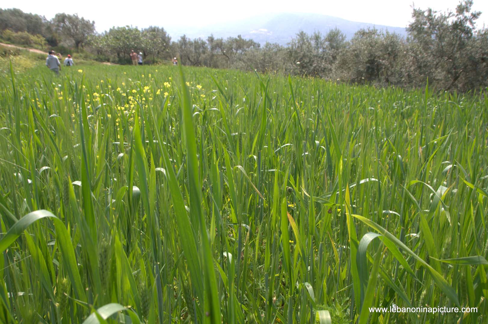 A Hiking in Rahbeh Akkar with Vamos Todos (Rahbeh, Akkar)